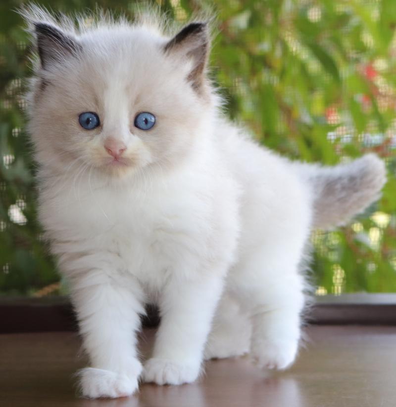 Male Bicolor Seal Point Pointed Ragdoll Kitten For Sale In Florida