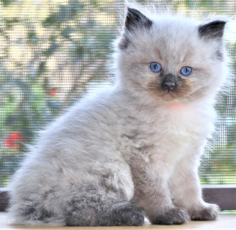 male seal colorpoint dark mitted genuine ragdoll kitten for sale in florida