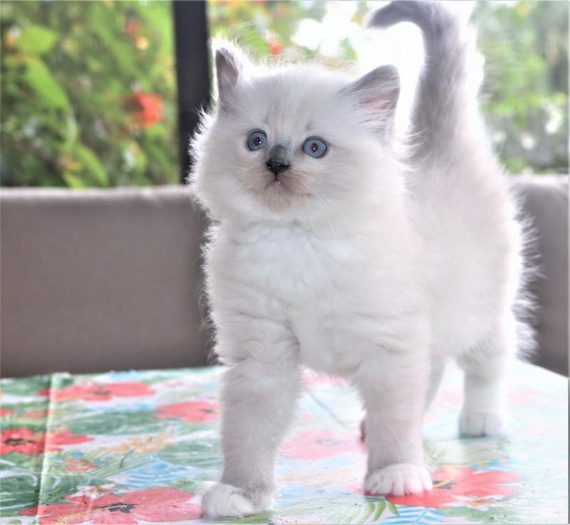 female bicolor seal blue lilac mitted genuine ragdoll kitten for sale in florida